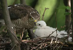 Nisus: Eurasian Sparrowhawk