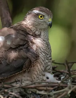 Nisus: Eurasian Sparrowhawk