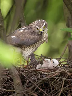 Nisus: Eurasian Sparrowhawk