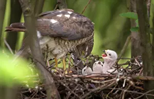 Nisus: Eurasian Sparrowhawk