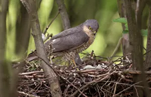 Nisus: Eurasian Sparrowhawk