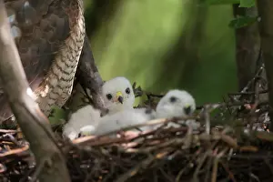 Nisus: Eurasian Sparrowhawk