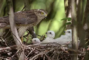 Nisus: Eurasian Sparrowhawk