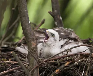 Nisus: Eurasian Sparrowhawk