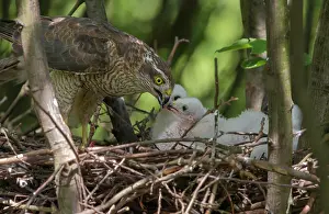 Nisus: Eurasian Sparrowhawk