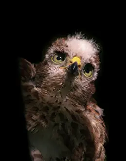 Nisus: Eurasian Sparrowhawk