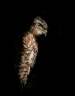 Nisus: Eurasian Sparrowhawk