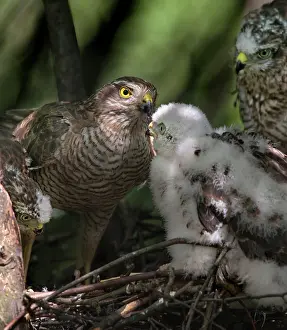 Ready: Eurasian Sparrowhawk