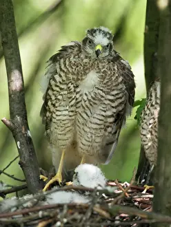 Visible: Eurasian Sparrowhawk