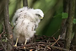Nisus: Eurasian Sparrowhawk