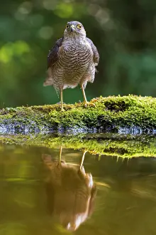 Kiskunsgi: Eurasian Sparrowhawk