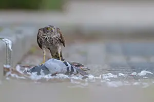 Nisus: Eurasian Sparrowhawk