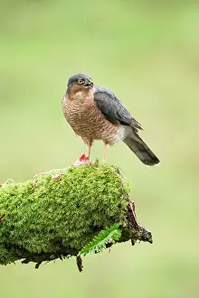 Nisus: Eurasian Sparrowhawk