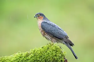 Nisus: Eurasian Sparrowhawk