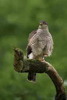 Nisus: Eurasian Sparrowhawk