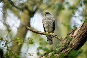 Nisus: Eurasian Sparrowhawk