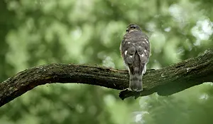 Nisus: Eurasian Sparrowhawk
