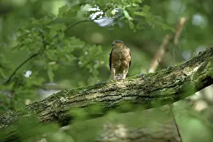Nisus: Eurasian Sparrowhawk