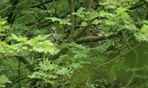 Sparrowhawk: Eurasian Sparrowhawk