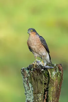 Fringilla: Eurasian Sparrowhawk