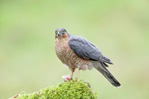 Nisus: Eurasian Sparrowhawk