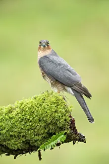 Nisus: Eurasian Sparrowhawk