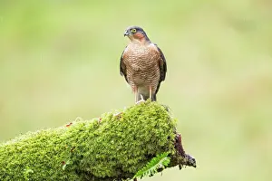 Nisus: Eurasian Sparrowhawk