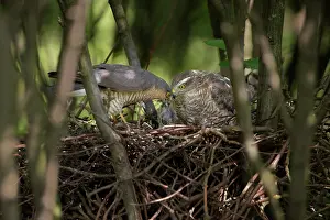 Nisus: Eurasian Sparrowhawk