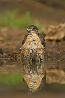 Nisus: Eurasian Sparrowhawk (Accipiter nisus) close up