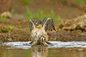 Nisus: Eurasian Sparrowhawk (Accipiter nisus) male tak