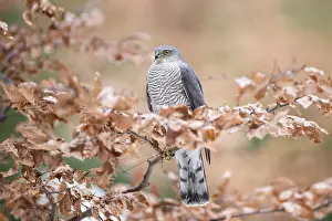 Nisus: Eurasian Sparrowhawk (Accipiter nisus ) perchin