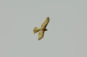 Sparrowhawks: Eurasian Sparrowhawk - Adult female