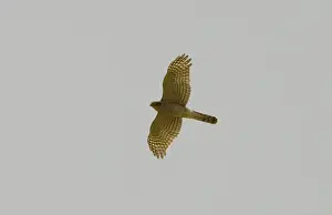 Sparrowhawks: Eurasian Sparrowhawk - Adult female