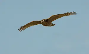 Sparrowhawks: Eurasian Sparrowhawk - Adult female