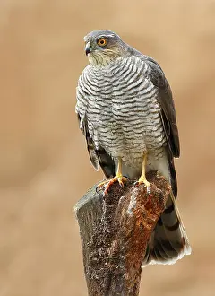 Nisus: Eurasian Sparrowhawk adult female perched on branch