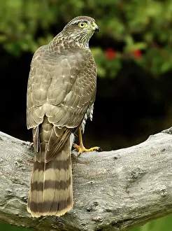 Nisus: Eurasian Sparrowhawk adult female perched on branch