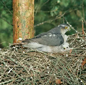 Zdenek Tunka: Eurasian SPARROWHAWK - Female at nest with chicks