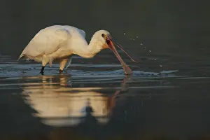 Vlaardingen: Eurasian Spoonbill