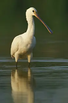 Vlaardingen: Eurasian Spoonbill