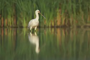 Vlaardingen: Eurasian Spoonbill