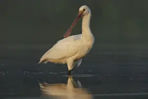 Vlaardingen: Eurasian Spoonbill