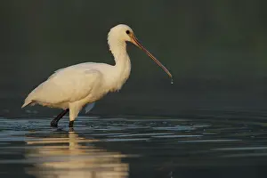 Vlaardingen: Eurasian Spoonbill
