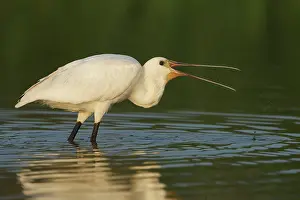 Vlaardingen: Eurasian Spoonbill