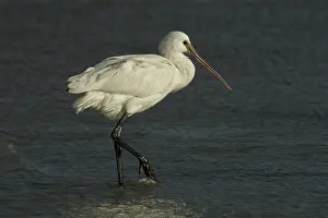 Helder: Eurasian Spoonbill