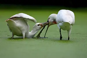 Exchange: Eurasian Spoonbill
