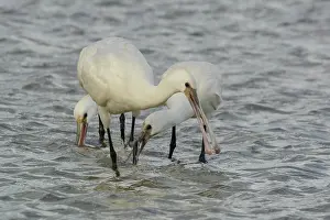 Helder: Eurasian Spoonbill