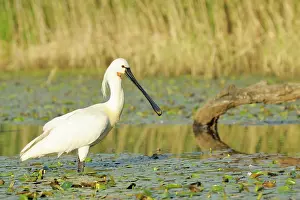Nemzeti: Eurasian Spoonbill