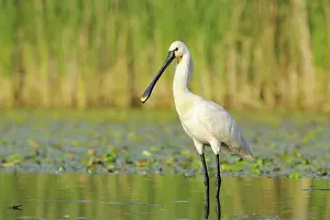Nemzeti: Eurasian Spoonbill