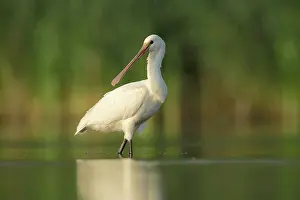Vlaardingen: Eurasian Spoonbill