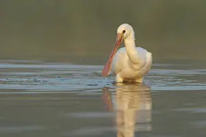 Vlaardingen: Eurasian Spoonbill